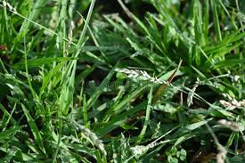 Image result for Eragrostis pilosa