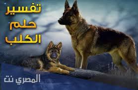 ما هو تفسير رؤية الكلب في المنام لابن سيرين بالتفصيل المصري نت