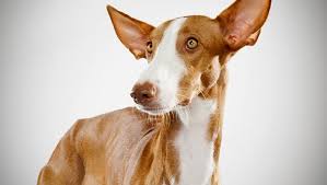 Kakiblin dish drying rack, stainless steel dish rack and drainboard set for counter large kitchen dish rack with drain board, black. Luv My Dogs