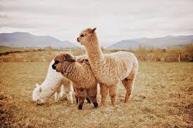 The heat of the desert made the journey exhausting. Alpaca Bellepaga