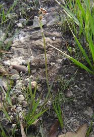 Image result for Tulbaghia acutiloba