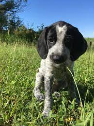 German shorthaired pointer mix puppies. Blue Tick Hound X German Shorthaired Pointer Mix Puppies Baby Animals German Shorthaired Pointer Mix