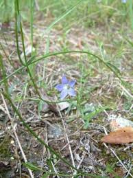 Image result for Wahlenbergia capillacea