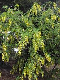 Fabulous Wisteria Bush In New Zealand Yellow Wisteria Wisteria Spectacular
