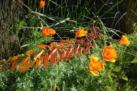 Image result for Kniphofia grantii