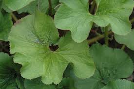 Image result for Gunnera perpensa