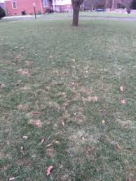 Maybe you would like to learn more about one of these? How To Remove Moles From Your Lawn Virginia Green Lawn Care Charlottesville Williamsburg Richmond