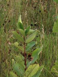 Milkweed Plant Leaves Milkweed Plants