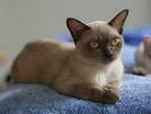 Burmese Kittens for Sale - Adoptapet