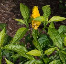 Image result for Pachystachys