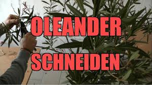 Oleander schneiden, überwintern und vermehren. Oleanderschnitt Wie Schneide Ich Einen Oleander Youtube