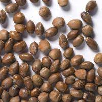 This seed spawns you right into a mushroom biome. Forest Tree Seeds Buy Forest Tree Seeds In Neemuch Madhya Pradesh India