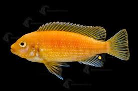 Find & download the most popular orange fish photos on freepik free for commercial use high quality images over 9 million stock photos. Red Zebra Pulu Point Metriaclima Estherae Is One Of The Most Popular Commonly Kept African Cichlids As It Is Fairl Cichlids Aquarium Fish African Cichlids
