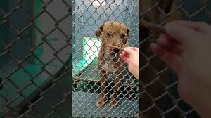 To facilitate social distancing, the kentucky humane society is now offering adoptions by appointment at our east campus at 1000 lyndon lane. A Visit To Newark Animal Shelter Nj Youtube