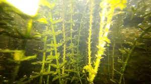 Hydrilla is a perennial plant that forms dense colonies and can grow to the surface in water over 20 feet deep. Underwater With Hydrilla Grass Youtube