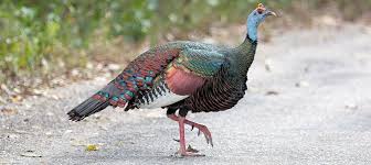 Wild Birds That Look Like Turkeys Ocellated Turkey Photo Gallery Turkey Photos Wild Turkey Female Turkey
