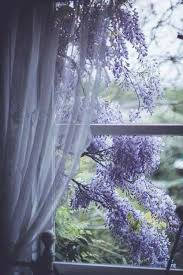 Pin By Hibiki Miyazawa On Janelas E Portas Wisteria Window View Planting Flowers