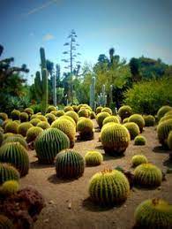 Cactus farms are useful for acquiring green dye by smelting the cactus blocks. 30 Best The Cactus Patch Ideas Cactus Cactus Patch Cactus Garden