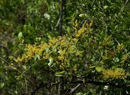 Image result for Opilia amentacea