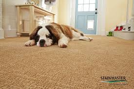 Maybe you would like to learn more about one of these? Stainmaster Petprotect Collection Durable Carpet For Pets