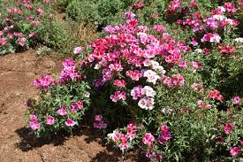 If an internal link led you here, you may wish to change the link to point directly to the intended article. Silver Falls Seed Company Godetia Dwarf Single Mix