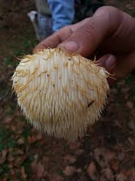 Hericium Erinace Aslan Yelesi Mushroom Fungi Tree Mushrooms Stuffed Mushrooms