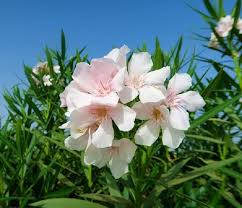 Taille Du Laurier Rose Avant Gardening