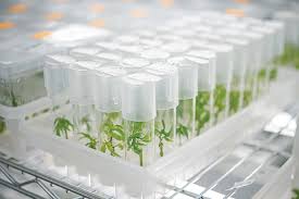 The production of drugs, cosmetics, and food which are derived from plant cell and tissue cultures has a long tradition. The Best Agar For Tissue Culture Plant Cell Technology Your Partner In Plant Tissue Culture