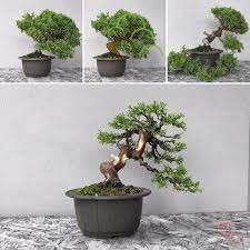 Pin By Jeroen Geeraerts On Bonsai Style Before And After Bonsai Tree Types Bonsai Making Bonsai Tree