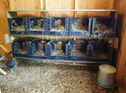 Les Pondoirs Pour Poules Fait Maison Poulets De Basse Cour Elever Des Poules Caisses De Lait