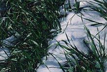 Wheatgrass is the young grass or the freshly sprouted leaves of the wheat plant, triticum aestivum. Wheatgrass Wikipedia