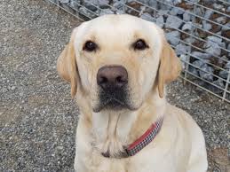 Jul 14, 2021 · boxer suchen ein zuhause. Platzierte Hunde Tierschutzbund