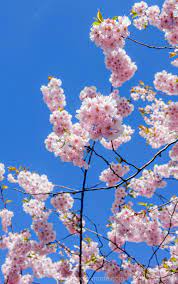 Photos Cherry Blossoms In Kungstradgarden New Travel Europe Destinations Traveling By Yourself
