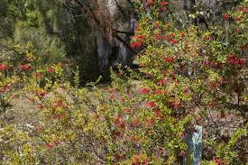 Victoria park is an inner south eastern suburb of perth, western australia. Red Spider Flower Climatewatch Australia Citizen Science App
