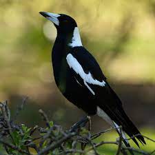 Magpies are highly intelligent birds. Magpies How I Learnt To Grudgingly Admire And Then Love The Bird Of The Year Paul Daley The Guardian