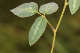 Image result for Desmodium subsecundum