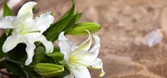 Sheila Mae Witherbee