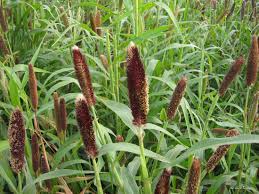 Image result for Cenchrus unisetus