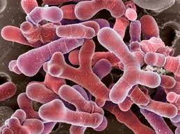 Il Bifidobacterium è un genere di batteri lattici che fa parte della famiglia delle Bifidobacteriaceae. Alcune specie comuni di Bifidobacterium includono: – Bifidobacterium breve – Bifidobacterium longum – Bifidobacterium infantis. È importante notare che i livelli effettivi e la composizione del Bifiodbaterium nei cibi possono variare a seconda del metodo di preparazione e delle condizioni specifiche della produzione degli alimenti