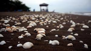 Entdecke rezepte, einrichtungsideen, stilinterpretationen und andere ideen zum ausprobieren. Serakan Bebatuan Di Pantai Ujung Negoro Batang Jadi Lokasi Foto Favorit Tribun Jateng