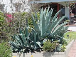 Image result for Agave