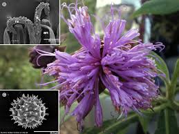 Image result for Ethulia vernonioides