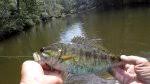 This channel is all about fishing! Richard Gene The Fishing Machine Gon Forum