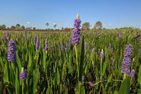 Image result for Pontederia
