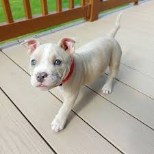 The american pit bull terrier's natural aggression is directed toward other dogs, not humans, and even this can be overcome with training. Pitbull Puppies For Sale Pitbull Puppies Pit Bull Puppies For Sale