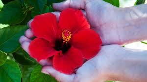 Pin On گل و گیاه