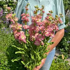 Image result for Matthiola