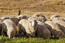 Sheep, lamb meat, domestic sheep, lamb and mutton. Sheep Farmer Definition And Synonyms Of Sheep Farmer In The English Dictionary