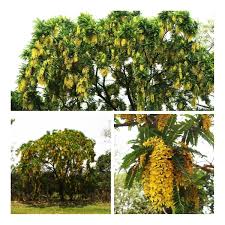 Image result for Cassia ferruginea
