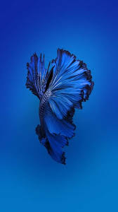 Pin By Sergio Barreto On Fish Fish Wallpaper Best Wallpapers Android Iphone 6s Wallpaper